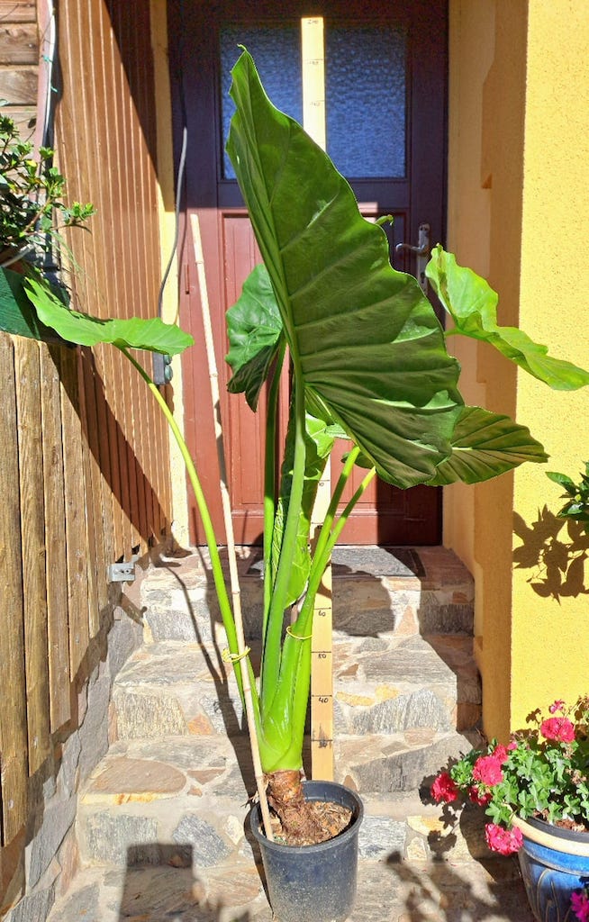Alocasia macrorrhiza 