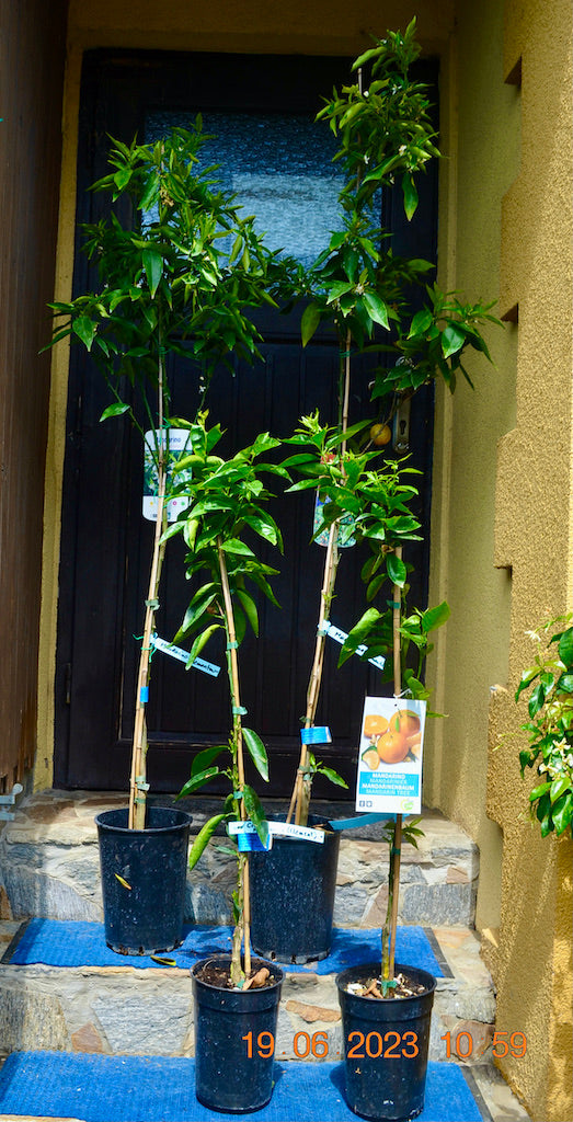 Citrus Mandarino (Clementino) 150170 cm / 57 Lt. Topf