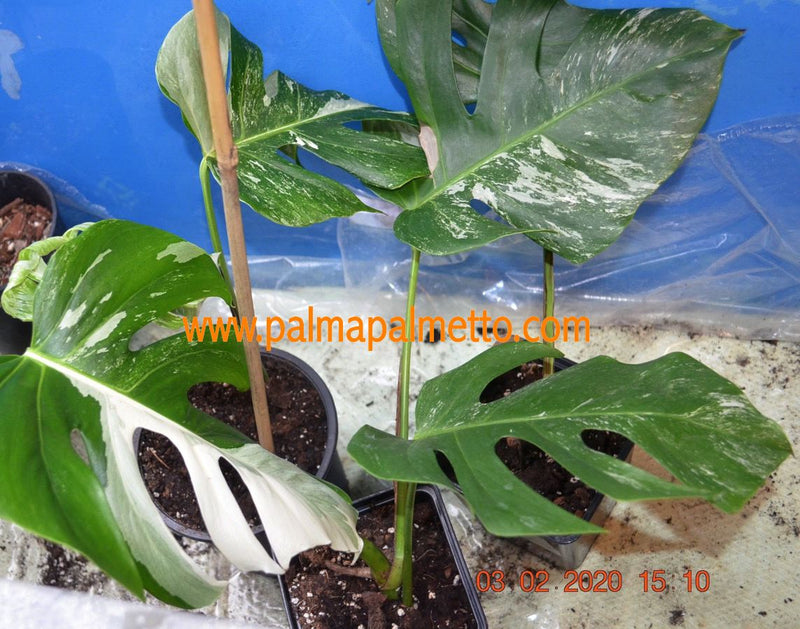 Monstera Deliciosa Albo variegata - panaschiertes Fensterblatt / 8-10 Blätter, getopft