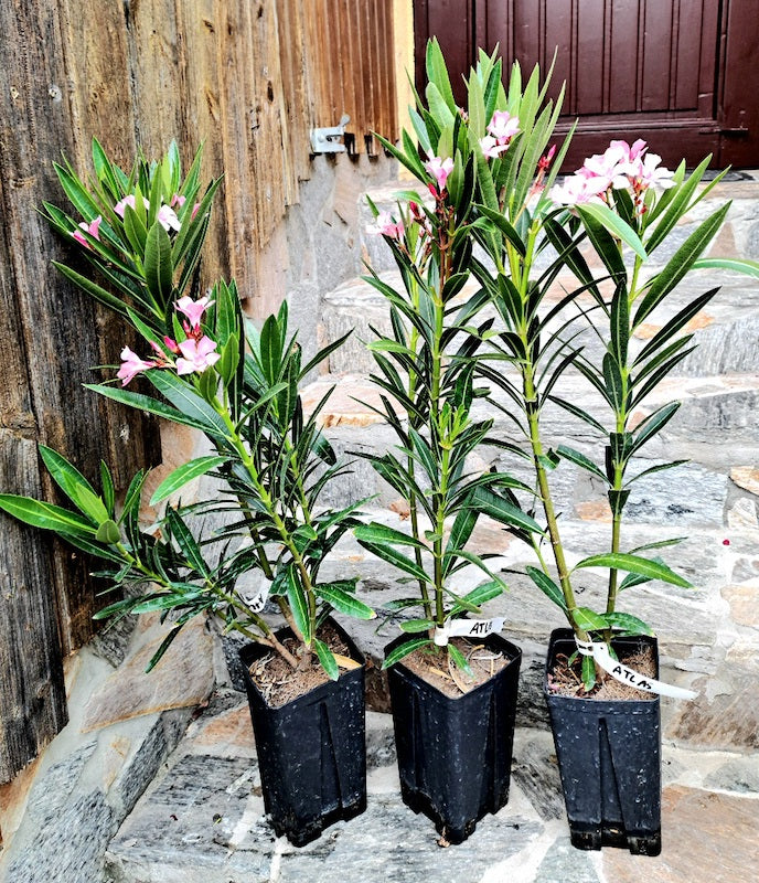 Oleander Atlas / ↨ +/- 60 cm (Beispielfoto 4-6 Lt. Topf----