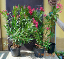 Oleander italia 130-150 cm (Gesamthöhe inkl.Topf) 7-9 Lt. Topf