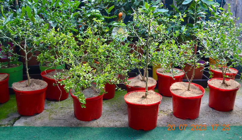 Bitterorange (Poncirus trifoliata) 60-100cm / kräftige Pflanzen im 5-7 Lt. Topf