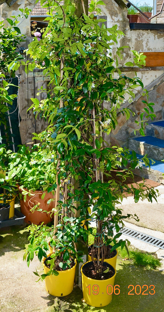 2 Stück Toskanischer Sternjasmin ↨ +/- 60 cm (Beispielfoto 3-6 Lt.Topf