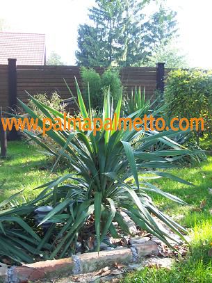 Yucca recurvifolia variegata / ↨ +/- 40 cm(Beispielfoto)