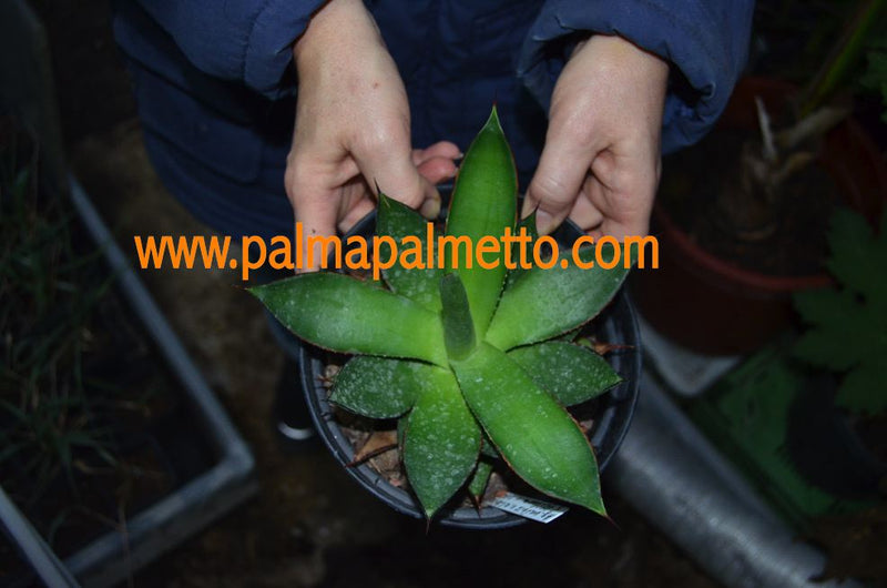 Agave mitis var. albidor x filifera v. schidigera / 15-18 cm ∅