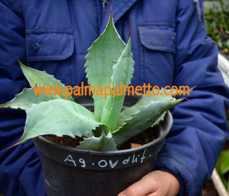 Agave ovatifolia / 30-40 cm ∅
