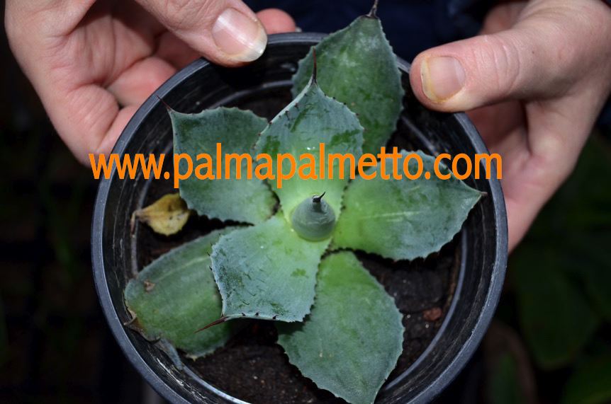 agave potatorum striata Agave potatorum striata variegata / 10-15 cm ∅