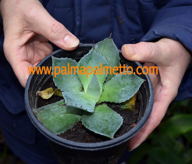 Agave potatorum striata variegata / 10-15 cm ∅