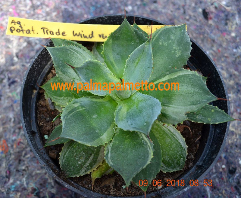 Agave potatorum "Tradewind" variegata / 15-18 cm ∅