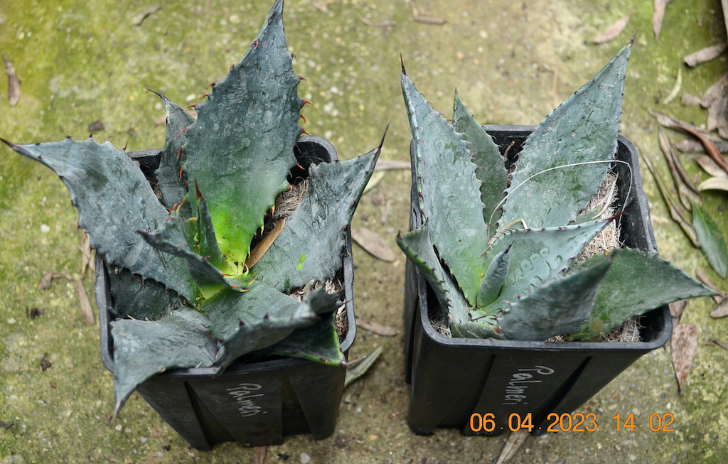 Agave palmeri / 20-30 cm