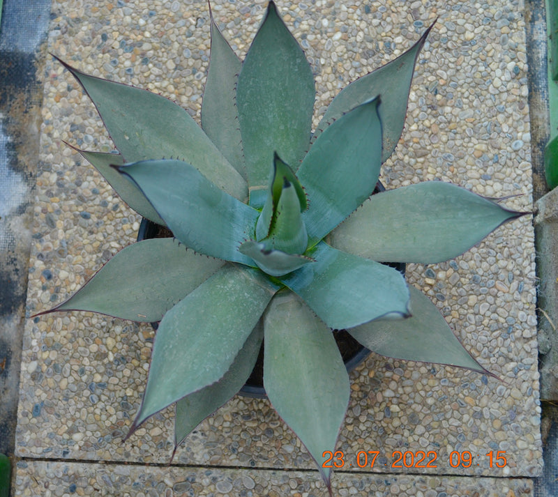 Agave Parryi var. neomexicana / 30-40 cm ∅