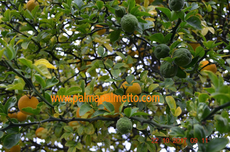 Bitterorange (Poncirus trifoliata) 130-150 cm