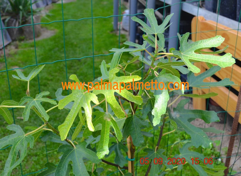 Ficus carica Sotschi Gold "Birnenfeige" 200-250cm / Topf 40-45 cm ∅