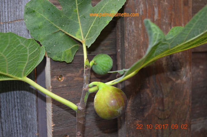 Ficus carica "Albufera" 90-110 cm / 3-5 Lt.Topf (34)