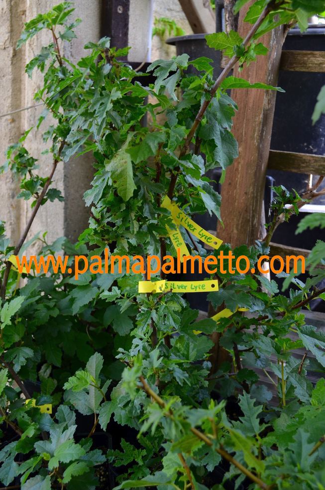 Ficus carica "Afghanistanica Silver Lyre" 60-80 cm / 5-7 Lt.Topf