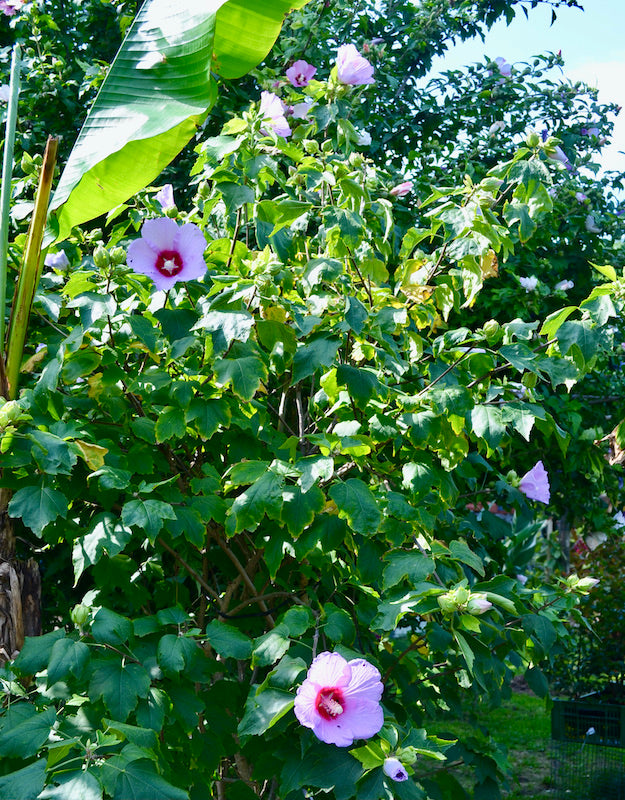 Hibiscus paramutabilis ca.180 cm buschig / 40 cm Topf