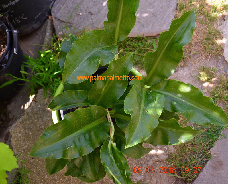 Haemanthus multiflorus "Blutblume" 20-30cm