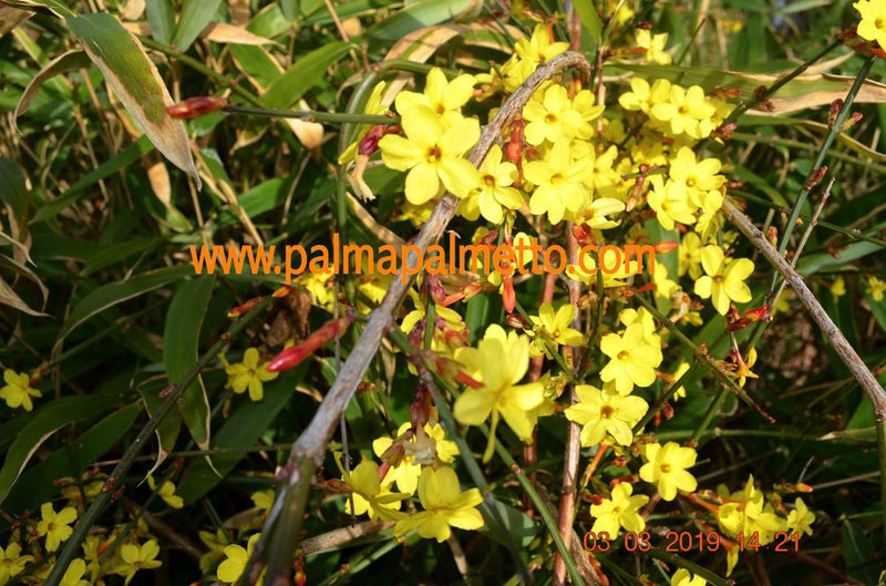 Jasminum nudiflorum "Winterjasmin" 50-70 cm