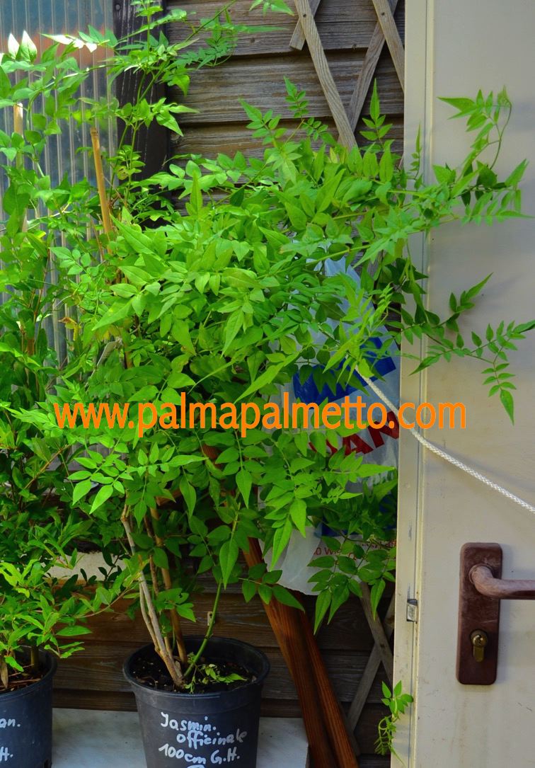 Jasminum officinale 