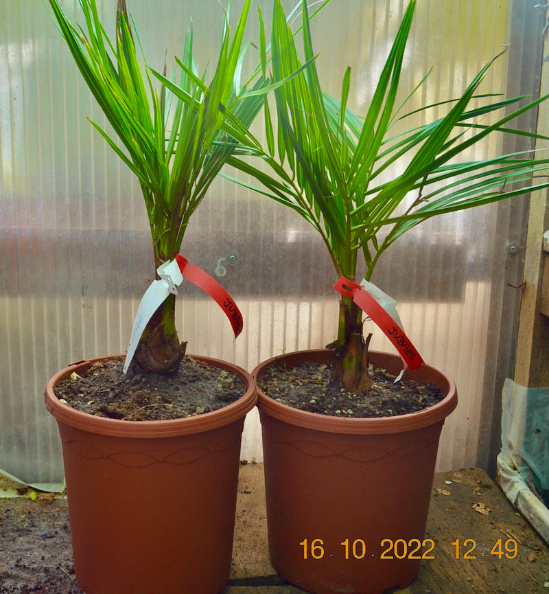 Jubaea chilensis 40-60 cm, Stammumfang 15-20 cm / 10-12 Lt.Topf