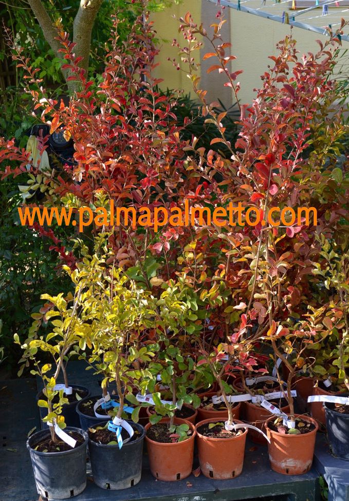 Lagerstroemia indica ''Watermelon Red" 80-120 cm / 3-5 Lt.Topf
