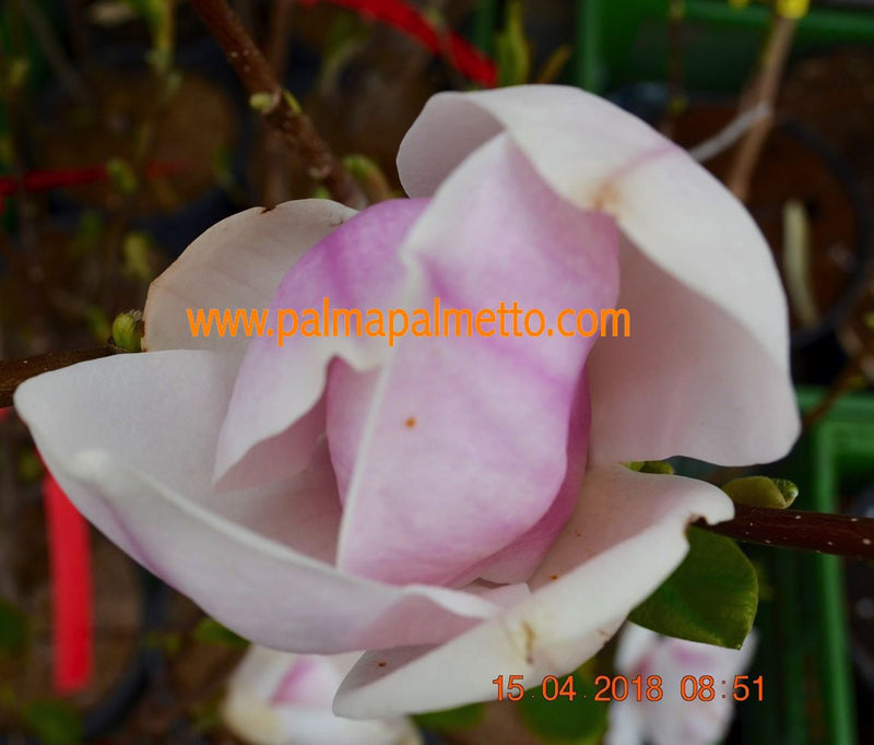 Magnolia soulangeana Purpurea 120-140 cm