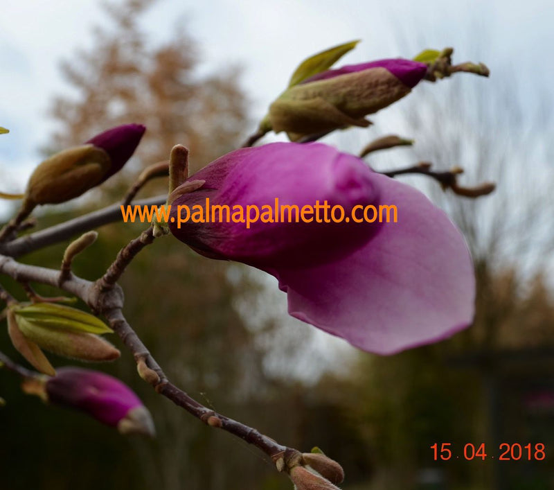 Magnolia "Susan" magenta-rote Blüten 70-90 cm