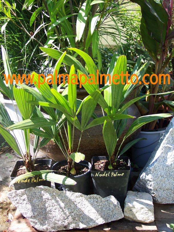 Rhapidophyllum hystrix / 80-90 cm