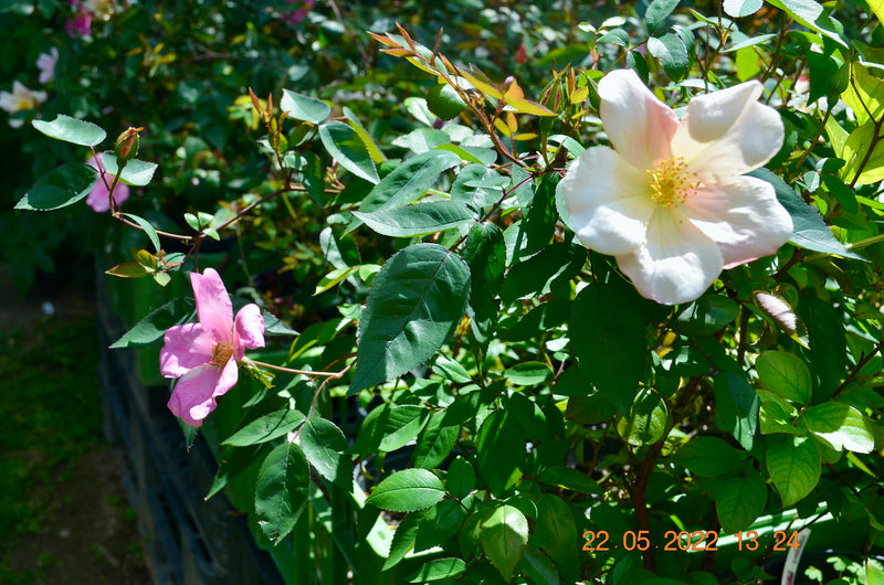 Rose chinensis "Mutabilis" 50-80 cm / 3-5 Lt. Topf