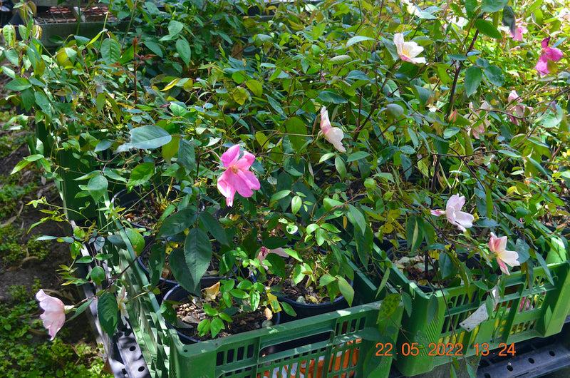 Rose chinensis "Mutabilis" 50-80 cm / 3-5 Lt. Topf