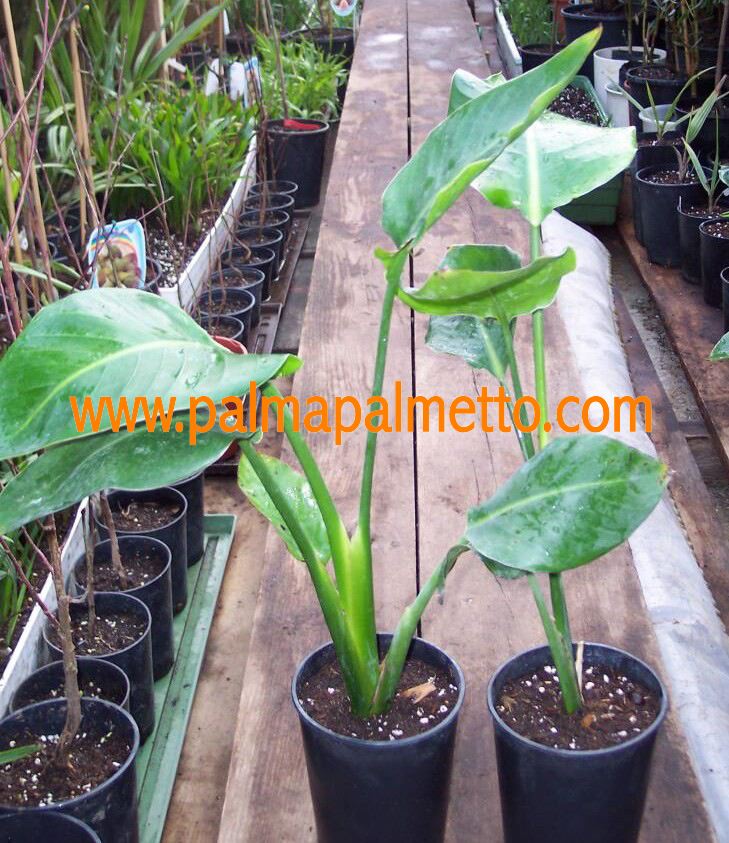 Strelitzia alba (angusta) ↨ +/- 60 cm (Beispielfoto 3-6 Lt. Topf