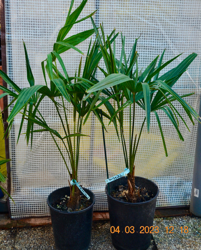 Trachycarpus fortunei "Tessin" / 70-90 cm
