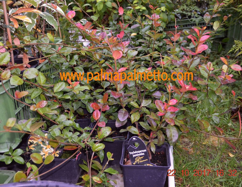Jasminum stephanense "rosa Duftjasmin" 80-120 cm