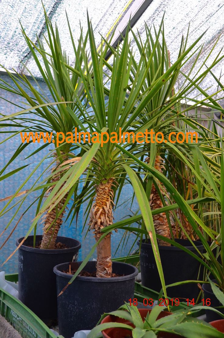 Yucca aloifolia "Rubra" / 100 cm, Stamm 35 cm