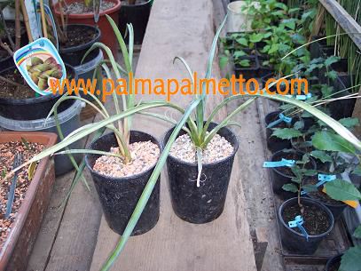 Yucca treculeana / 50-70 cm