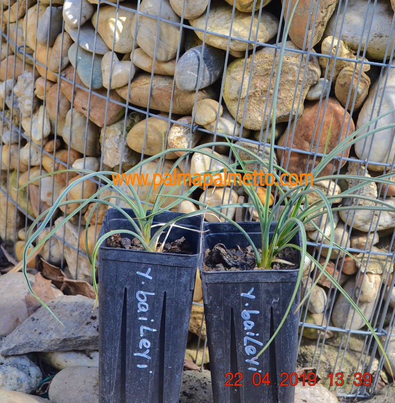 Yucca baileyi / 30-40 cm