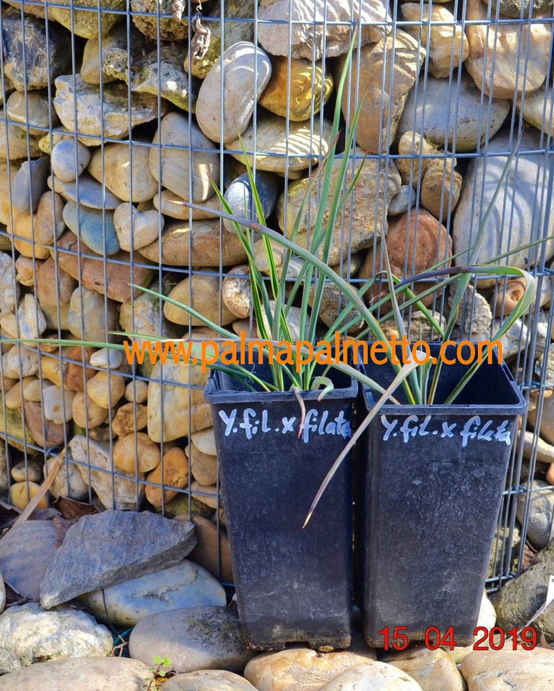 Yucca filamentosa x filata / 30-40 cm