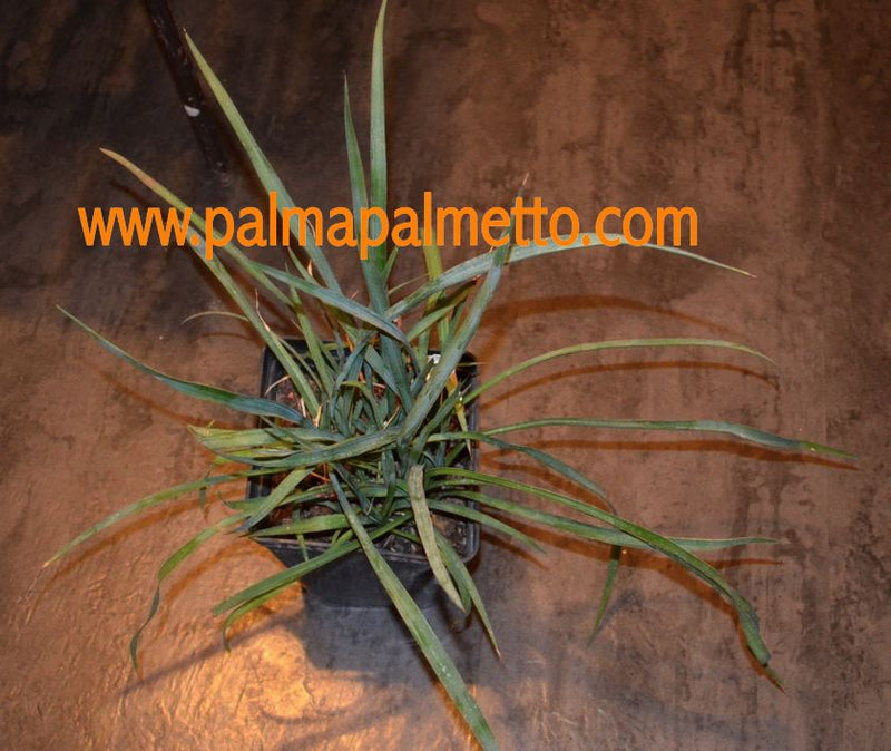 Yucca filifera / 50-70 cm
