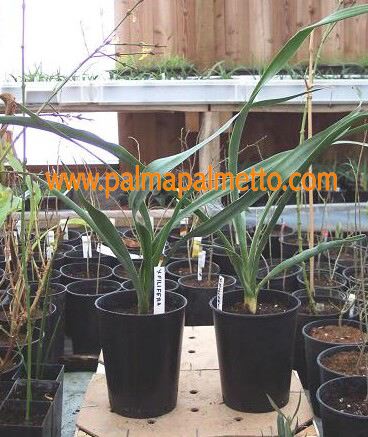 Yucca filifera / 50-70 cm