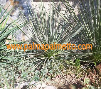 Yucca glauca Oklahoma 3 Pflanzen im Topf / 25-30 cm