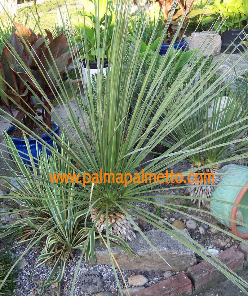 Yucca glauca v. stricta / 30-40 cm