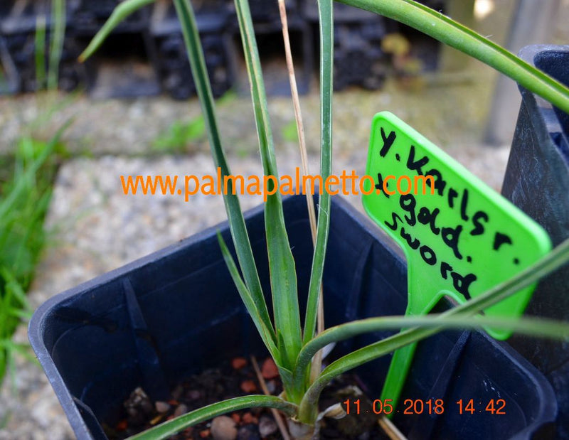 Yucca karlsruhensis x. flac. „Golden Sword“ / ca.30 cm