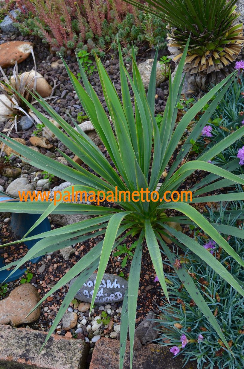 Yucca karlsruhensis x. flac. „Golden Sword“ 20-30 cm (Gesamthöhe inkl