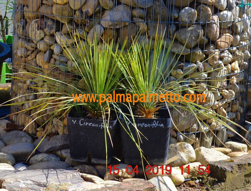Yucca linearifolia mit 1 bis 3 Ableger / 40-50 cm