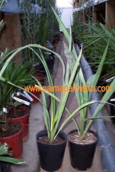 Yucca madrensis / 30-40 cm