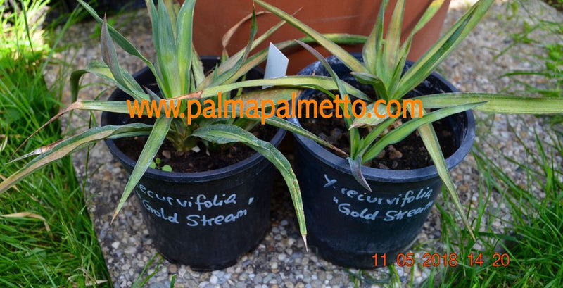 Yucca recurvifolia "Gold Stream" / 30-40 cm