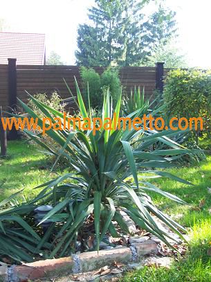 Yucca recurvifolia / 40-50 cm / 3-5 Lt. Topf