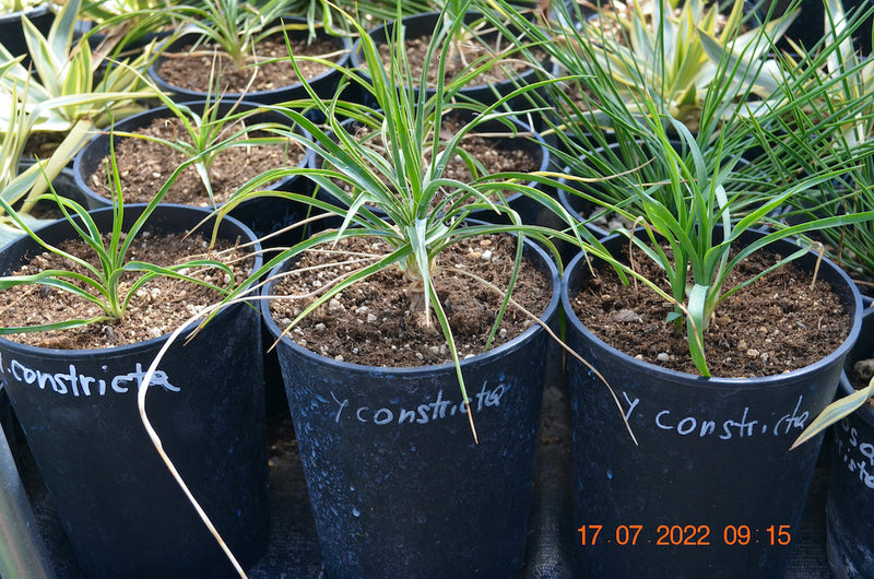 Yucca constricta 30-40 cm / 3-5 Lt. Topf
