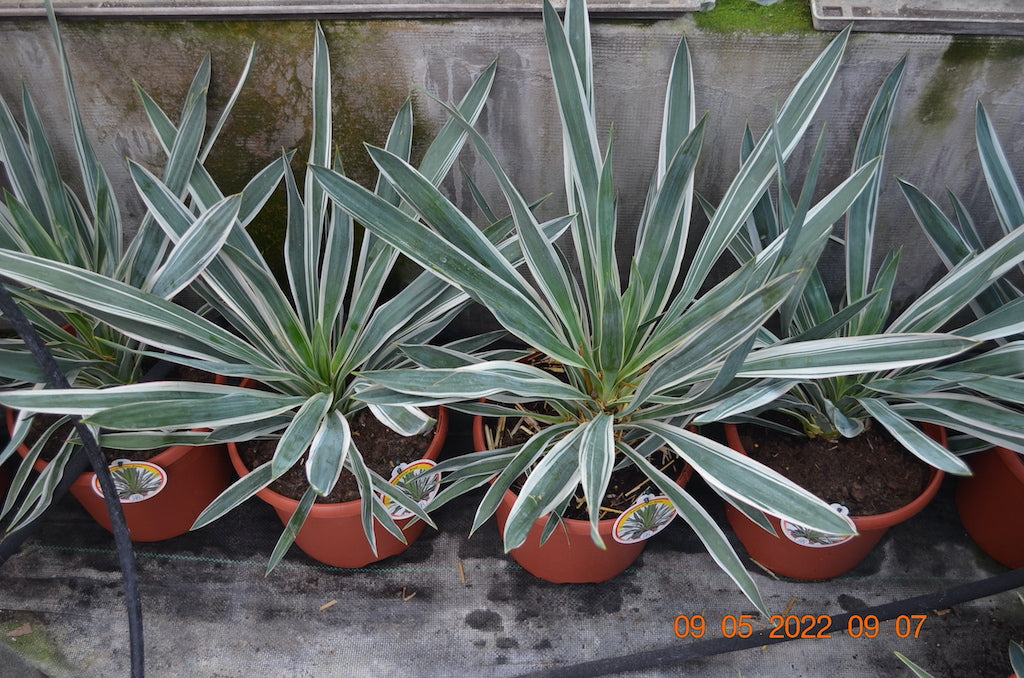 Yucca gloriosa Silber-keine variegata / ↨ +/- 50 cm(Beispielfoto)