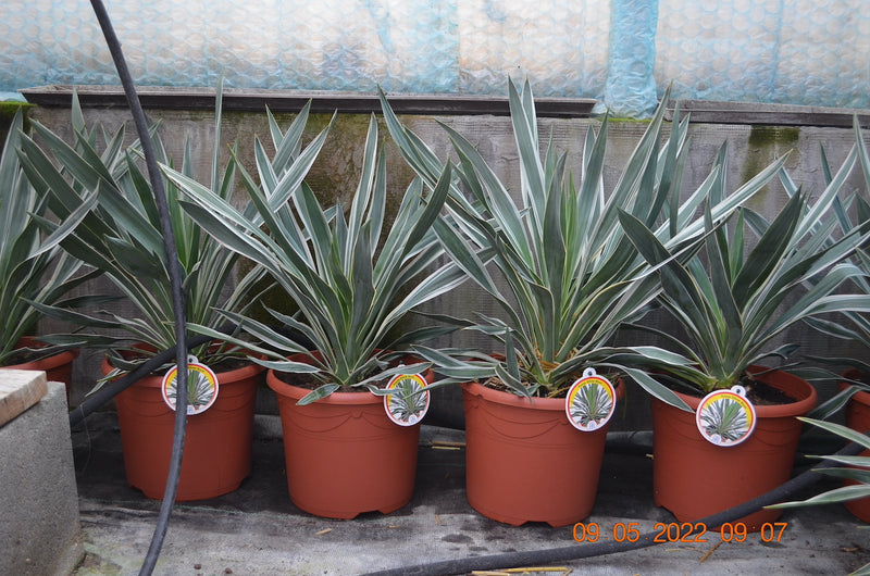 Yucca gloriosa Silber-keine variegata / 60-80 cm Topf Ø 26 cm
